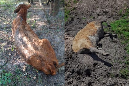 La sequía profundizó la situación de la hacienda de Agustín Aguerre