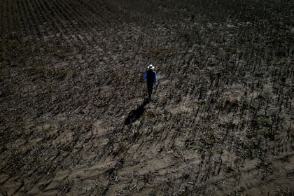 La sequía provocó un derrumbe en la producción del campo