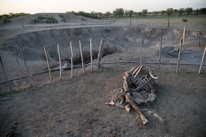 La sequía provocó una fuerte mortandad de animales