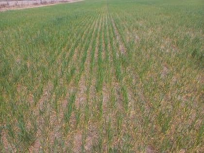 La sequía recortó proyecciones de cosecha de trigo