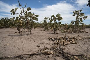 La sequía volvió a poner en jaque al campo