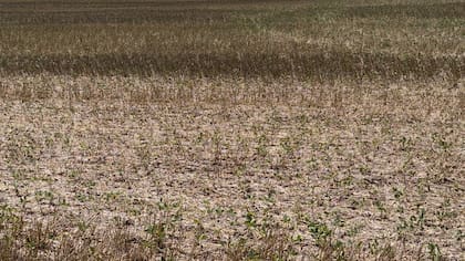 La sequía y la suba de los precios de las commodities impulsaron al gobierno a bajar las retenciones al campo "temporalmente"