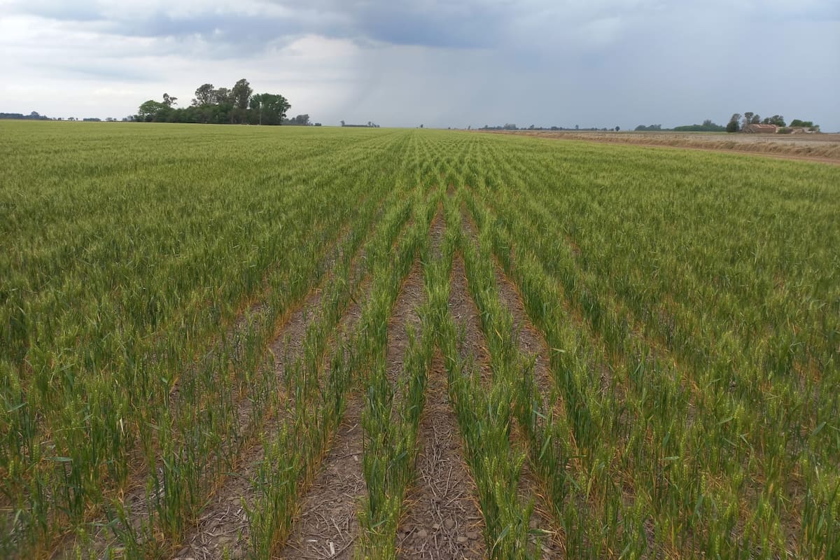 La sequía y las heladas tardías golpearon la región triguera