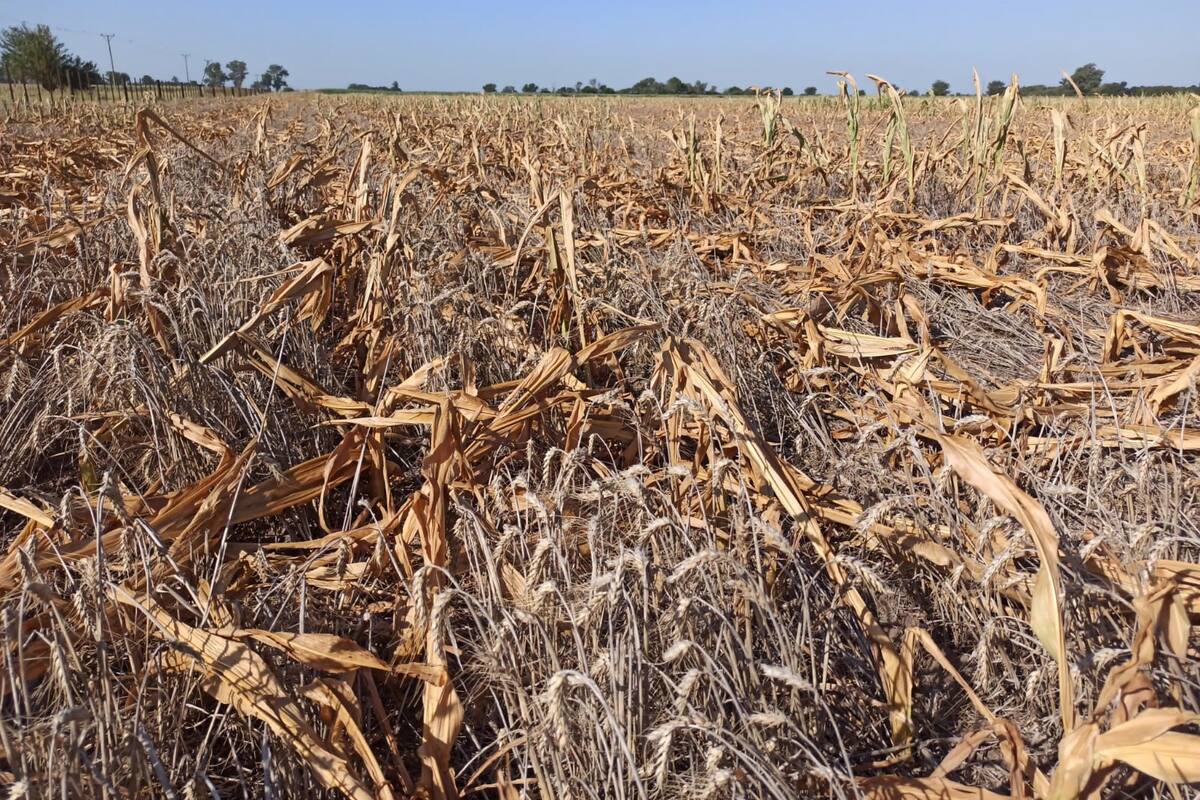 La sequía y las olas de calor, dos grandes consecuencias del cambio climático