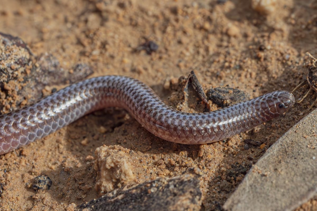La serpiente ciega es la víbora más pequeña que puede ingresar a una casa en Texas, pero es inofensiva