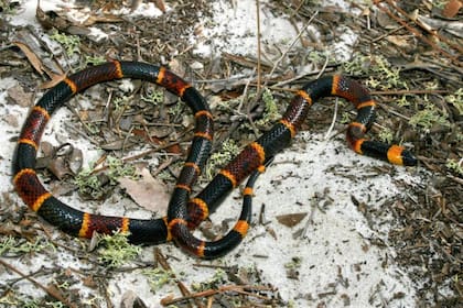La serpiente coral oriental está en Florida y su veneno es potencialmente mortal para humanos
