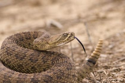 La serpiente de cascabel ha sido catalogada como la más peligrosa de Estados Unidos y, quizás, una de las más fuertes supervivientes