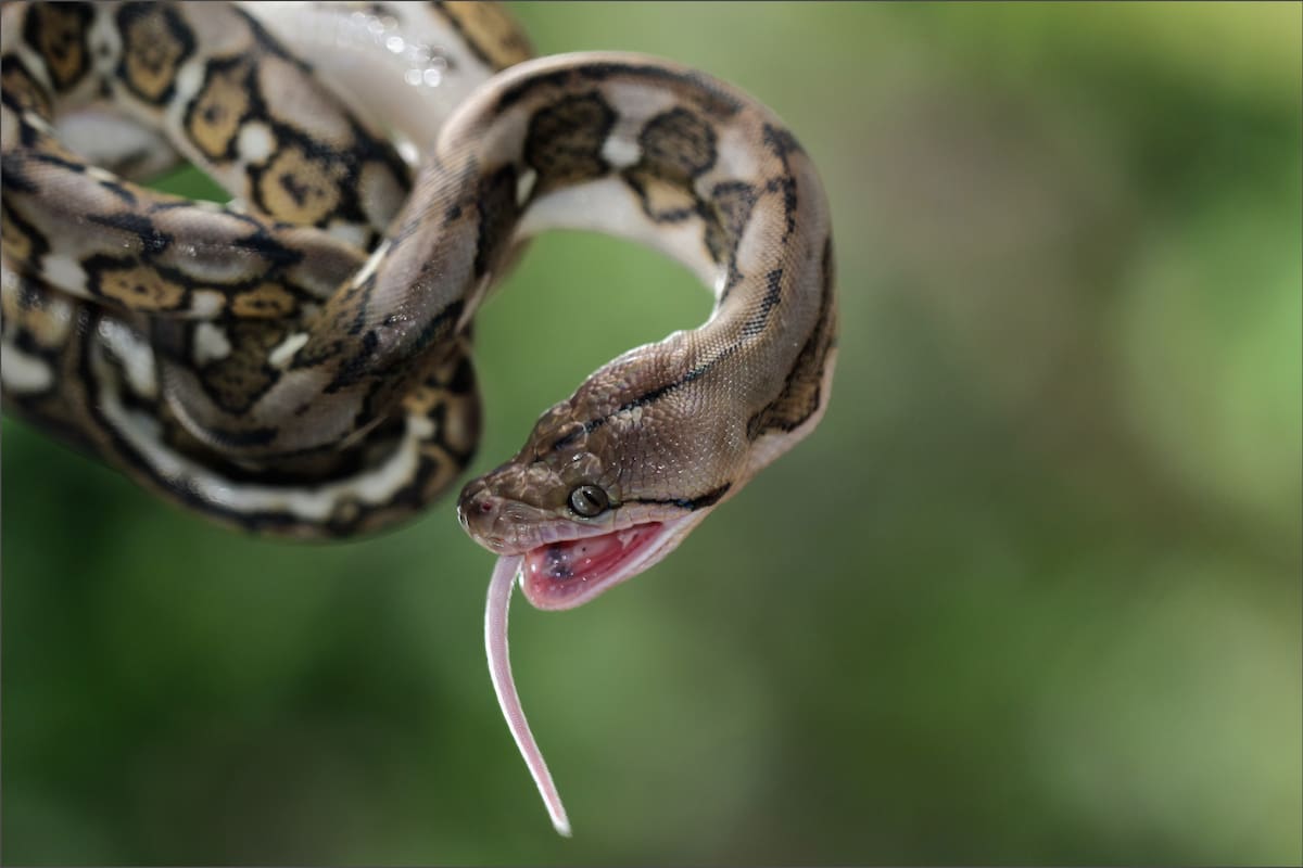 La serpiente del género Indian taipan, cuyo veneno es considerado como el más tóxico del mundo, dejó inconsciente al hombre en Florida tras la mordedura