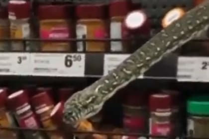 La serpiente descansaba en la góndola de un supermercado