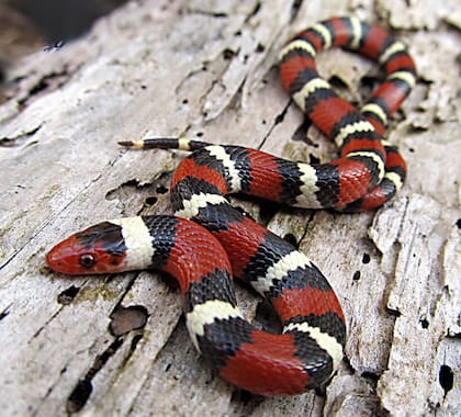 La serpiente escarlata tiene un aspecto similar, pero no es peligrosa para humanos
