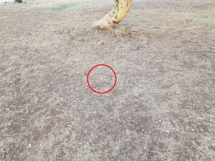 La serpiente escondida en el pastizal.