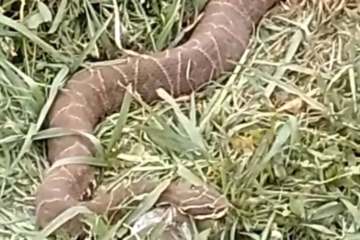 La serpiente fue identificada como una yarará: una peligrosa víbora venenosa que habita en diversas regiones de Sudamérica