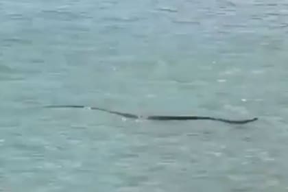 La serpiente marrón oriental es una de las más letales del planeta