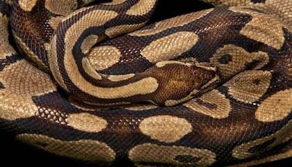 La serpiente pitón, debido a su tamaño, no representa un peligro para los humanos