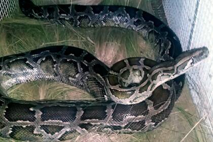 La serpiente pitón, en el Centro de Conservación de Vida Silvestre (CCVS) de La Florida, en la provincia de San Luis