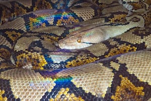 La serpiente podría datar de 47 millones de años (imagen ilustrativa)