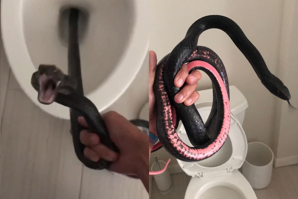 La serpiente reaccionó de manera agresiva, pero finalmente un experto pudo extraerla