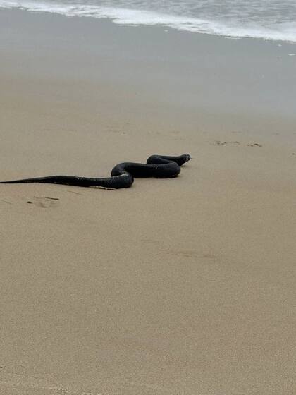 La serpiente se dirigía hacia el agua cuando llamó la atención de una familia, que al principio pensó que se trataba de un palo