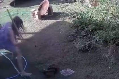 La serpiente se enrolló sobre la mascota de esta casa de Australia con la intención de liquidarla y luego comerla, pero la dueña del perrito apareció para salvarle la vida