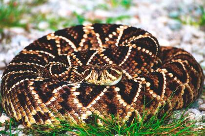 La serpiente terciopelo sería la causante de la muerte de Moyo