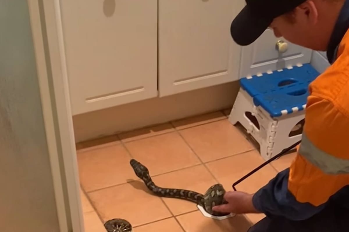 La serpiente, una pitón de casi dos metros de largo, se había quedado atrapada en el desagüe del baño