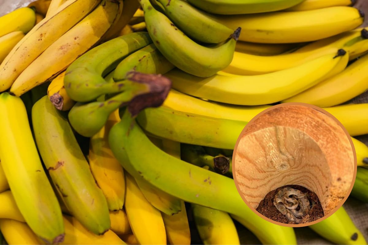 La serpiente venenosa, autóctona de Ecuador, viajó a EE.UU. en un cargamento de plátanos (Foto: Archivo/ New Hampshire Fish and Game)