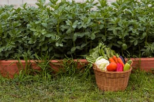 La siembra complementaria en la jardinería de otoño puede aumentar el rendimiento de los vegetales