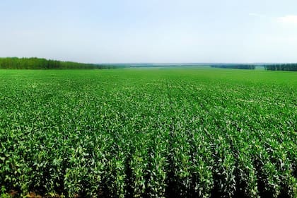La siembra de soja en Brasil ronda los 30 millones de hectáreas