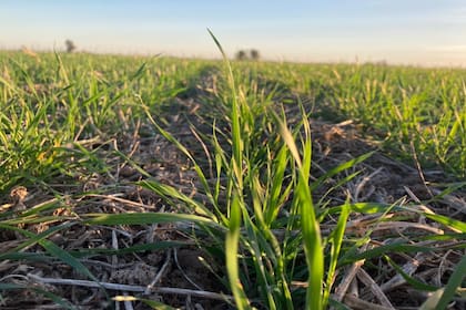 La siembra de trigo 2023/2024 sigue dependiente de la humedad