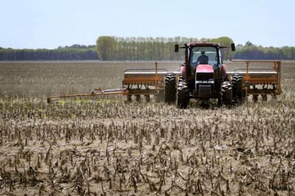 La siembra del cereal ocuparía 5,8 millones de hectáreas para grano comercial