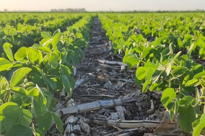 La siembra directa, una práctica revolucionaria