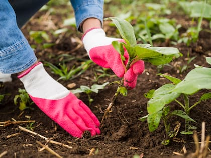La siembra en primavera es recomendada por los expertos para ver crecer más fuertes las distintas especies