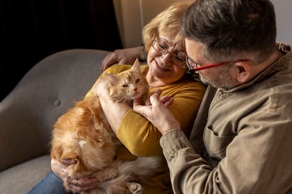 La silenciosa enfermedad que puede afectar a tu gato y a la que se debe prestar atención