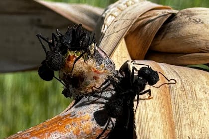 La simbiosis entre el hongo y la hormiga presenta, entonces, un sistema de defensa autoinmune a nivel social