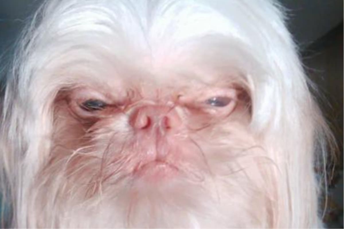 La similitud entre un perro y el multimillonario causó furor (Foto: El Tiempo)