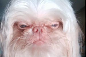 La similitud entre un perro y el multimillonario causó furor (Foto: El Tiempo)