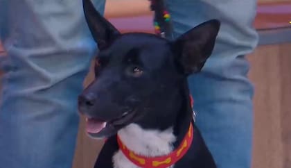 La simpatía de la perrita se robó todas las miradas (Captura: El Trece)