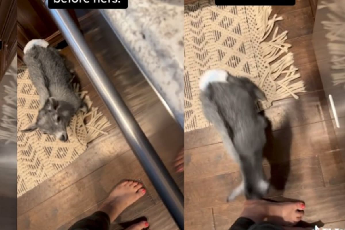 La simpática cabrita se volvió un fenómeno en las redes por su extraño compartamiento. Fuente: TikTok