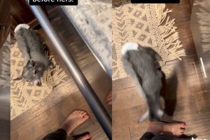 La simpática cabrita se volvió un fenómeno en las redes por su extraño compartamiento. Fuente: TikTok