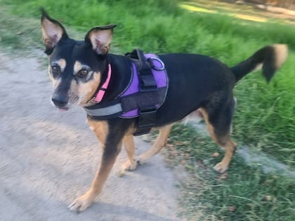 La situación de la cachorra conmovió tanto a Daniela que no pudo mirar a un costado.