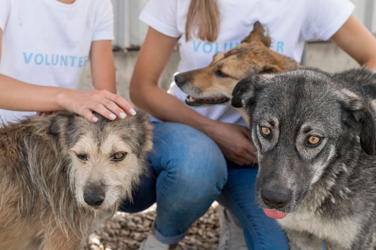 La situación de los refugios de California ante la llegada de animales de migrantes detenidos por el ICE