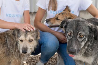 La situación de los refugios de California ante la llegada de animales de migrantes detenidos por el ICE