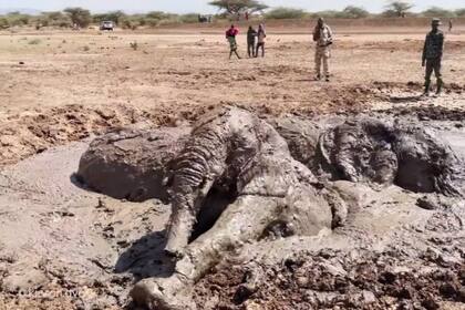 La situación era dramática: los elefantes llevaban tiempo atrapados en el barro y estaban exhaustos