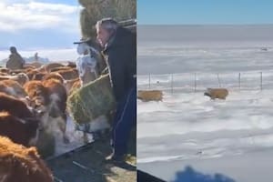 La situación es muy difícil para la producción vacuna y ovina