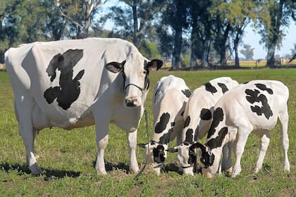 La situación se ha vuelto tan atractiva que los precios de los terneros alcanzan entre 800 y 1000 dólares