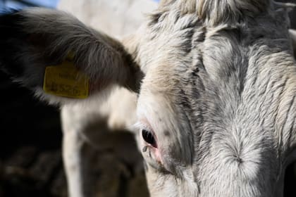 La situación se volvió un problema sanitario y comercial entre los países (Foto: AFP)