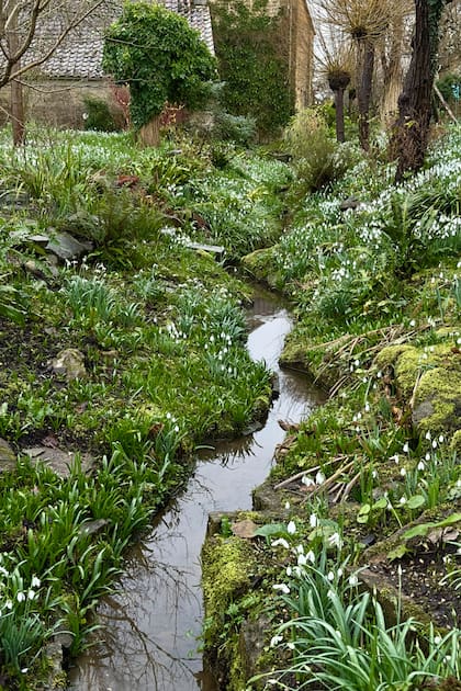 La snowdrop, conocida como campanilla de invierno o Galanthus nivalis, es una de las plantas emblemáticas de East Brook. "Los parterres y jardines balcnos son preciosos, y soy partidaria de ellos siempre que haya espacio suficiente para tales delicias"