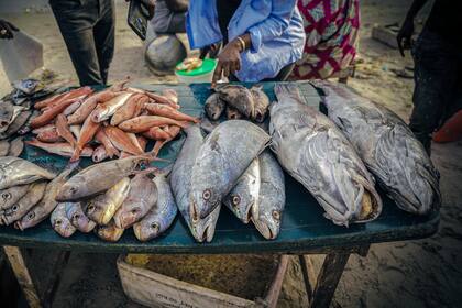 La sobrepesca extranjera en Senegal impulsa la migración a España, según un reporte