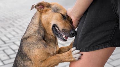 La socialización temprana es clave para la educación canina (Foto: Freepik)