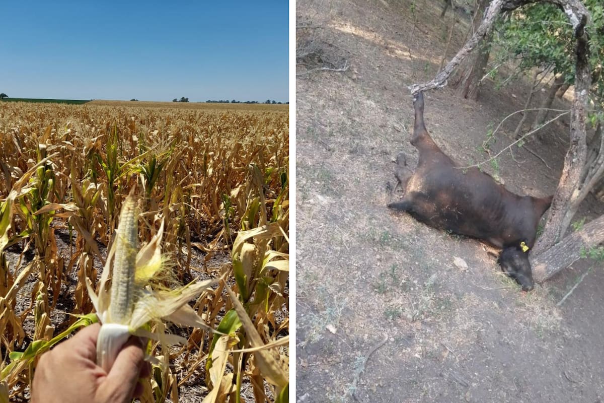 La Sociedad Rural distrito de Entre Ríos compartió las imágenes de la situación en esa provincia